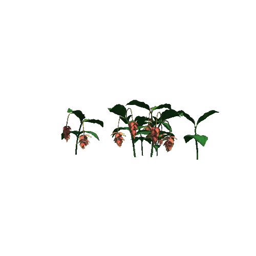 Flower Medinilla Magnifica2